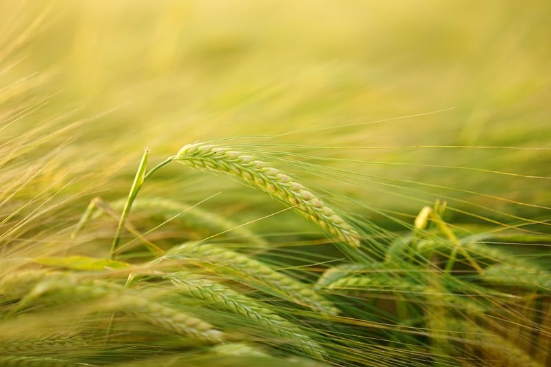 Types of Grains